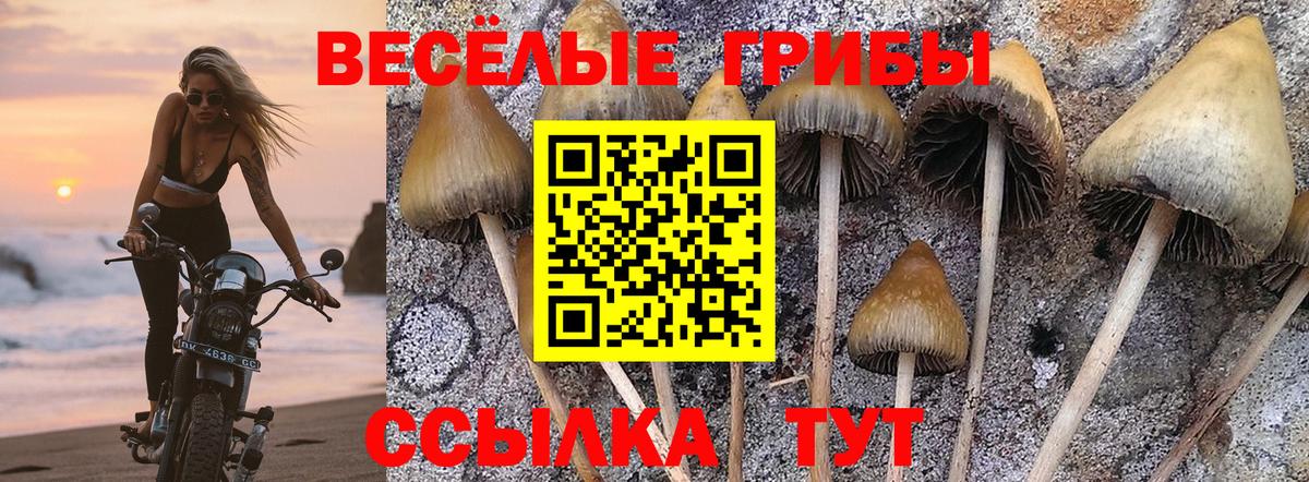 Галлюциногенные грибы Psilocybe Сибай